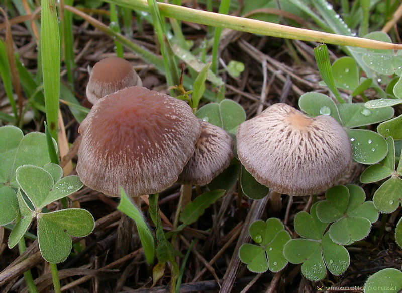 Funghi delle dune e retrodune...